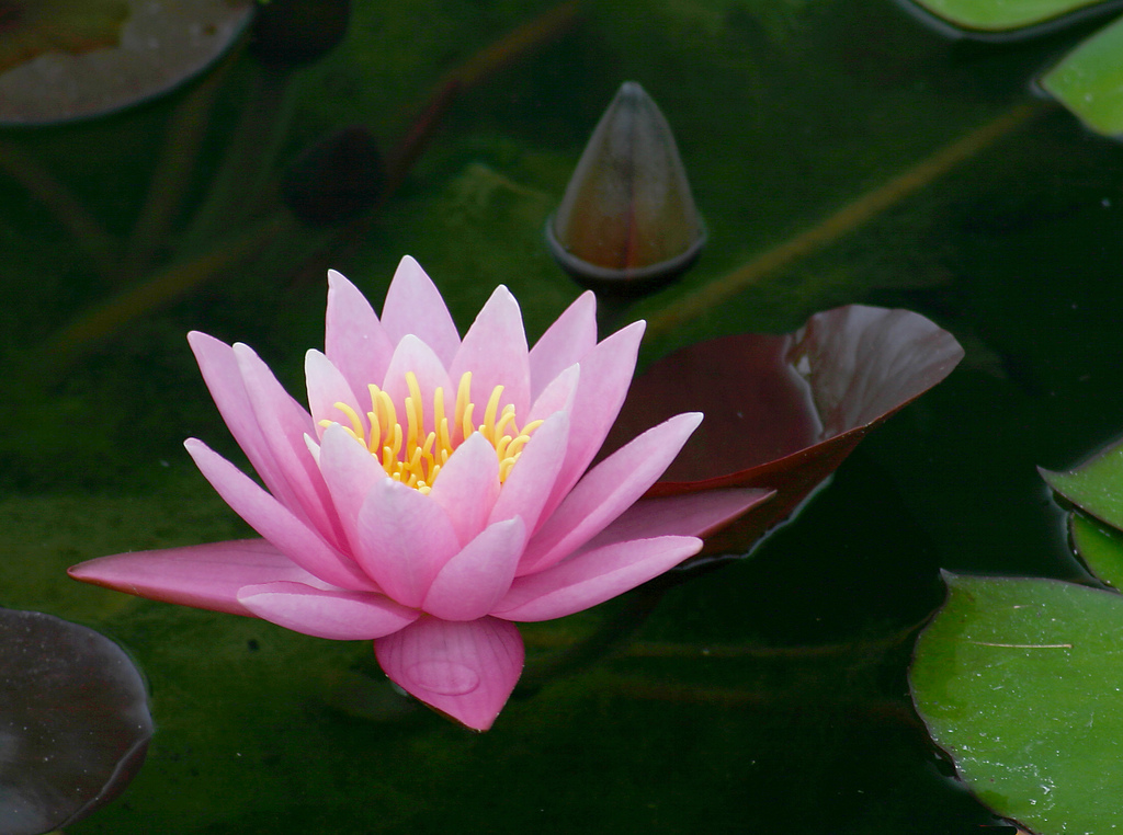 راهنمای نگهداری و پرورش گل و گیاهان زینتی - نیلوفر آبی